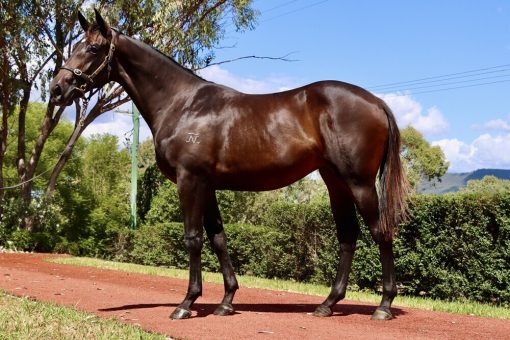 Un-named (Heroic Valour - Lucia)