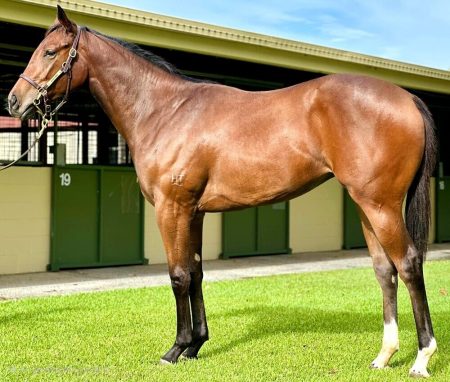 Un-named (Worthy Cause - Kala's Belle)